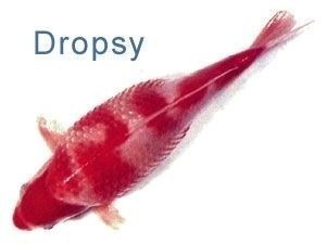 Bệnh xù vảy Dropsy