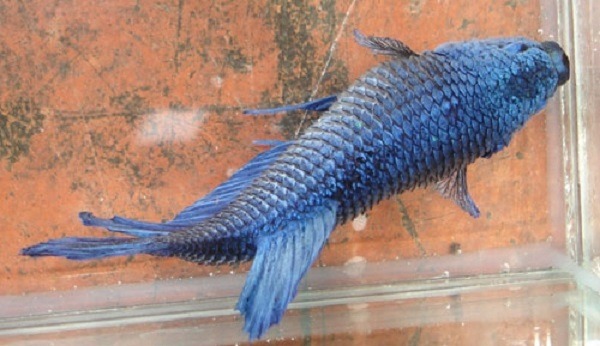 Bệnh xù vảy ở cá Betta