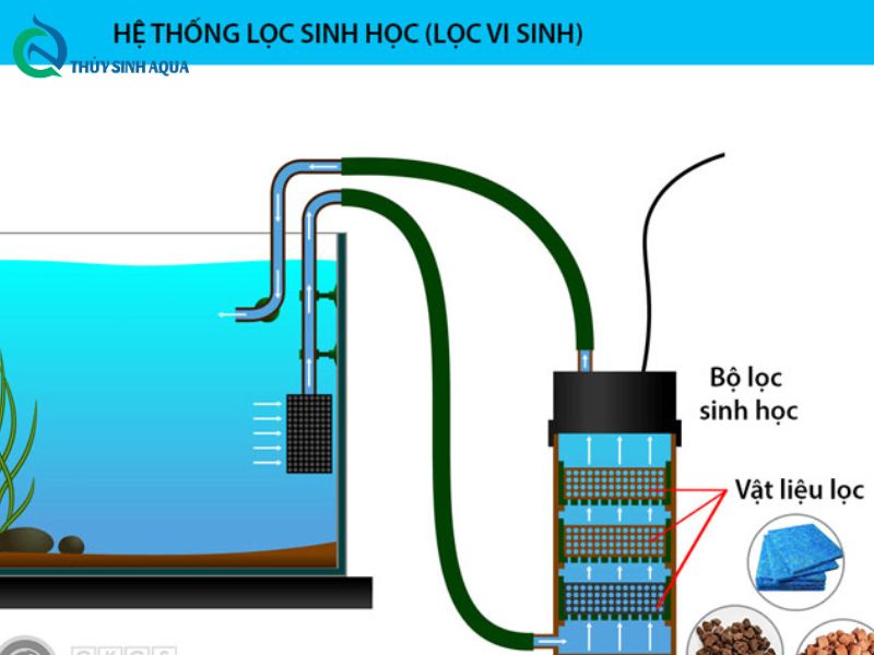 Đối với ngăn lọc vi sinh cho bể