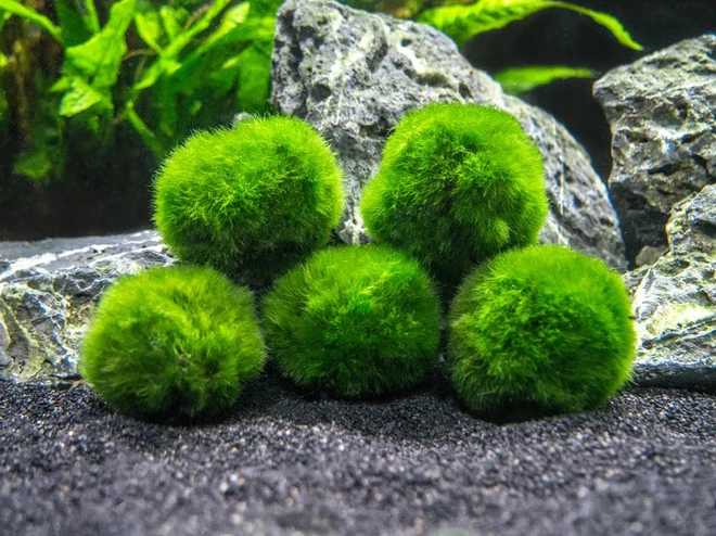 Tảo cầu Marimo 