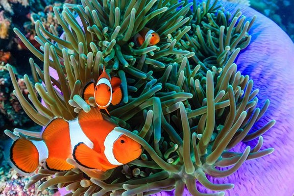 Thay nước cho bể cá nemo như thế nào?