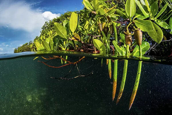 Red mangrove 