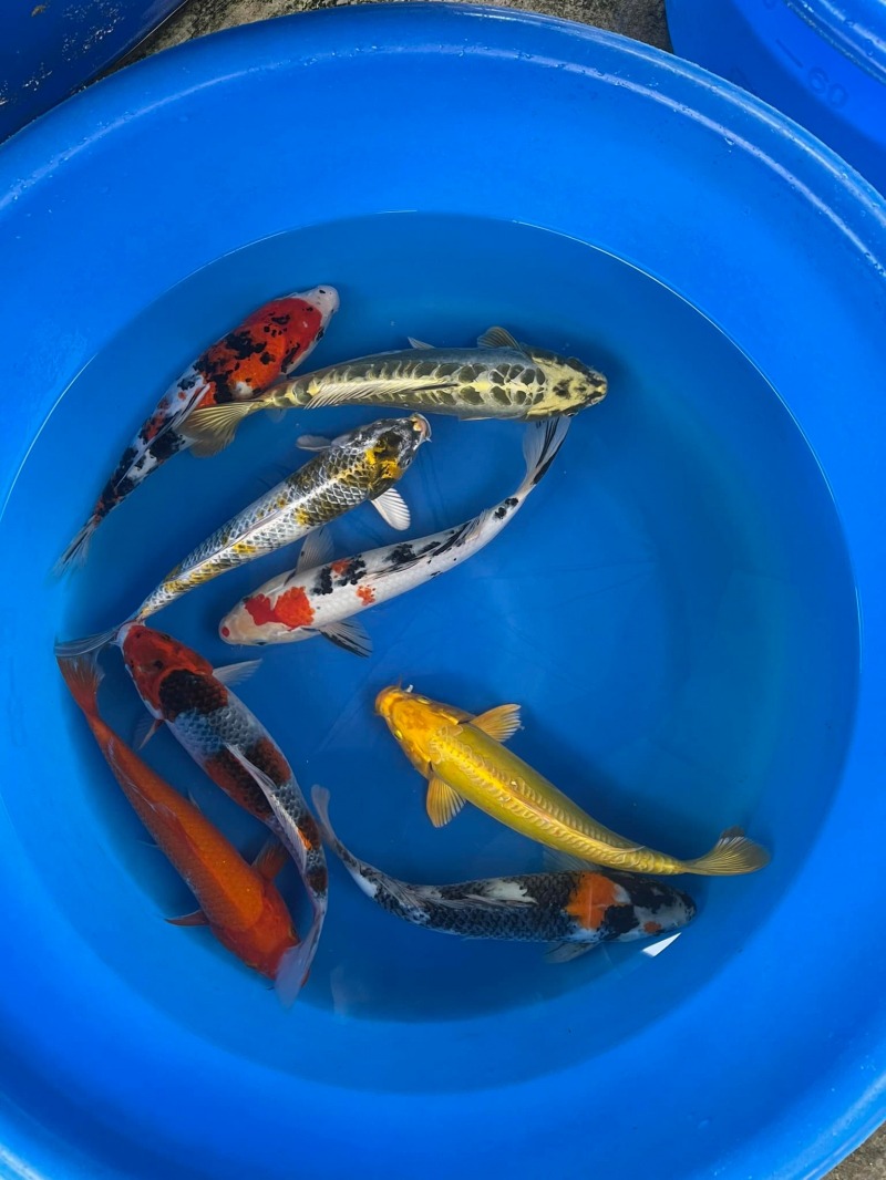 Thế Giới Koi