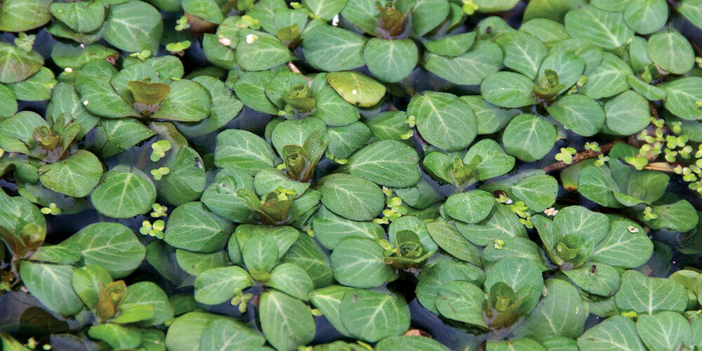 Water primrose 