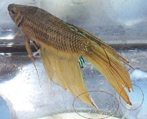 Benh nam ca Betta 300x244 1