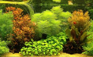 excellent aquascaping design with gorgeous and colorful plants stunning aquarium aquascape design ideas amazing beautiful reef aquascape tank with nice rock layout adorable aquascaping design 1 300x184 1