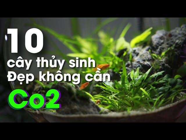 10 Loại Cây Thủy Sinh Không Cần CO2 Phổ Biến