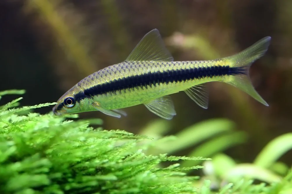 Cá Bút Chì (Siamese Algae Eater)