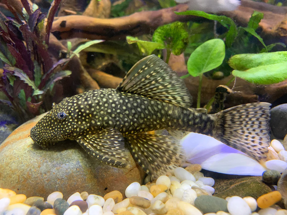 Cá Pleco (Ancistrus)