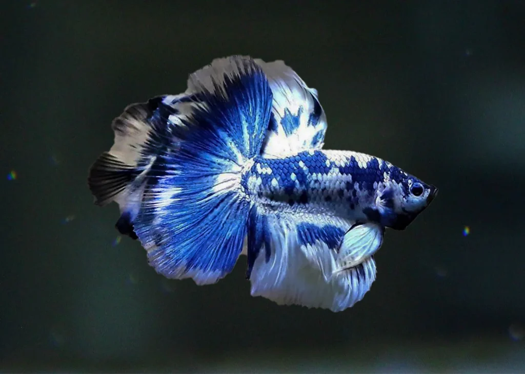 Cá Betta Halfmoon