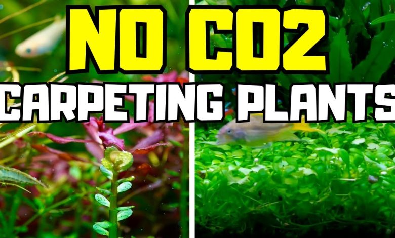 Cây Thủy Sinh Không Cần CO2: 10 Loại Cây Dễ Trồng Và Đẹp Nhất